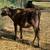 Jersey steer 3 thumbnail