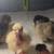 Chicks 9 thumbnail