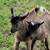 Nigerian Dwarf Bucklings 5 thumbnail