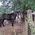 Horses/Mini mules 8 thumbnail