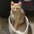 Kittens for adoption 3 thumbnail