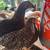 Baby chicks 1 thumbnail