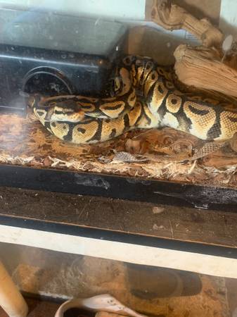 Pastel ball python (Philadelphia)63797764803201122