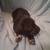 Adorable puppies 10 thumbnail