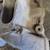 Edelbrock Intake Manifold 2 thumbnail