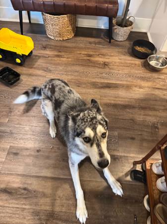 Siberian Husky / Australian Shepard (Dawsonville)63752410975747122