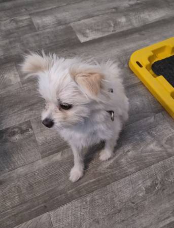 Free Maltese Pomeranian (Alameda)63852312476931122
