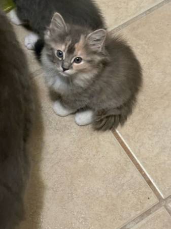 Kittens in Palmdale (Palmdale)63913719211779121