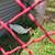 Muscovy ducklings 1 thumbnail