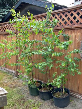 5’ - 6’ Paper Birch Trees 1