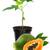 Sweet Papaya Plant Live 1 thumbnail