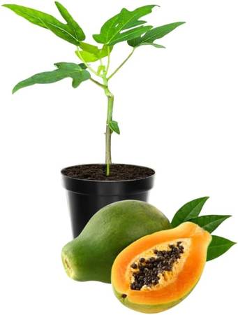 Sweet Papaya Plant Live 1