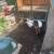 Chickens 1 thumbnail