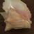 Natural Conch shell 1 thumbnail