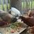 Guineas, Chicks, Chickens, Hens, Pullets, Poults, Poultry 6 thumbnail