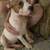 Two 4 month old Pitbull Puppies 8 thumbnail