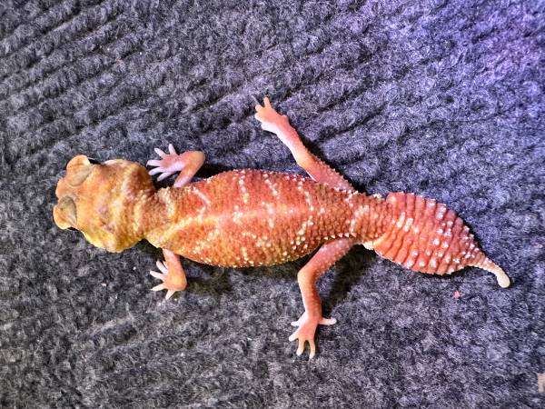 Rehoming a high red Nephrurus Levis Levis63830037169665120