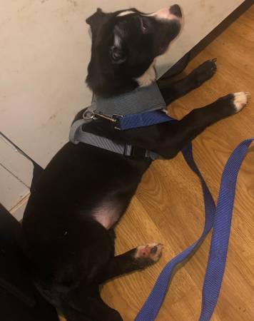 Corgi Mix63429171858051121