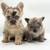 Fluffy French Bulldogs (Frenchie) 3 thumbnail