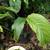 Batwing Plant 3 thumbnail