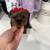 Teddy Yorkie Females 10 thumbnail