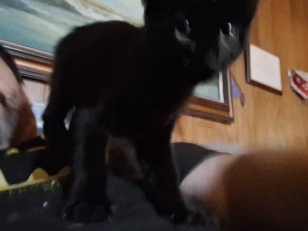 Bebés negros y naranjas (West Covina)63869928990337124