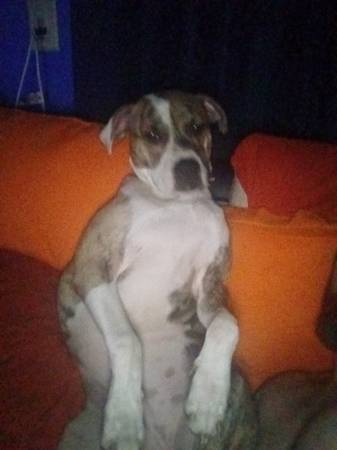 Sweet and loving (Joplin)63654750389635122