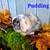 Socialized Purebred Dwarf Lionhead and Holland lop Bunnies 3 thumbnail