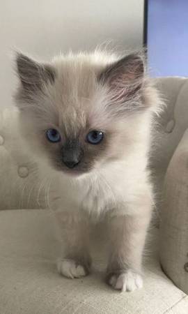 Ragdoll KittenListing (610-nine10-5501)