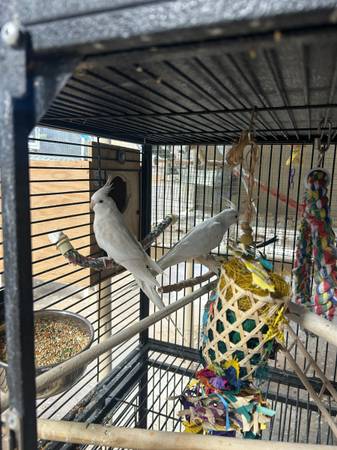 Cócteles Albino606266039164610562