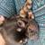 Rehoming Frenchie 3 thumbnail