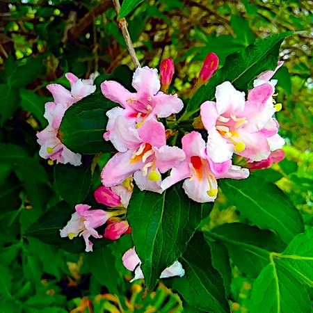Pink Weigela Bushes 1