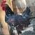Roosters 2 thumbnail
