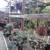 Closing Nursery : Big Sale. Open 12 - 4 p.m. in Capitola 24 thumbnail