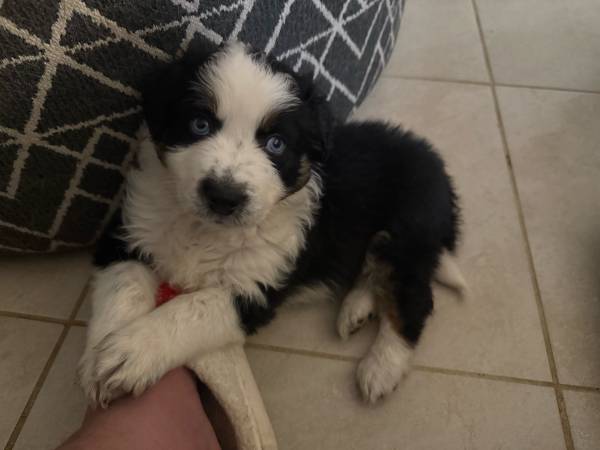 rehoming puppies (Port Saint Lucie)63832903210115121