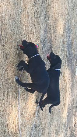 Female puppy Labrador (Earlimart)63873027763841120