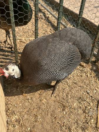 Guinea Fowl - $30 (West Covina)63471467493251121