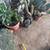 Cactus - Many Established Mature Specimens 15 thumbnail