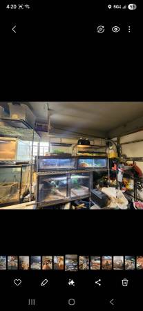 Multiple reptile enclosures (Priceville)64151734861955122