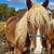 Haflinger Belgian cross mare 1 thumbnail
