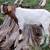 GOAT FOR SALE must go! 5 thumbnail