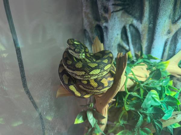 coastal carpet python $185 1