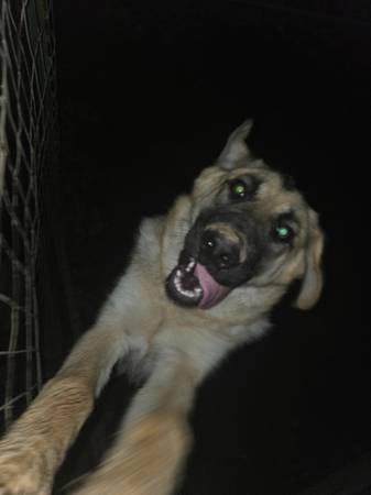 BIG PUPPIES (Longview)63916332906371120