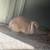 Bunny 1 thumbnail