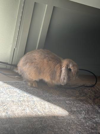 Bunny 1