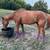 Horse 2 thumbnail