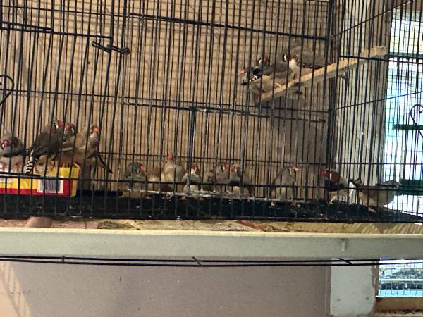 Zebra finches (Muskegon)63910107046019123
