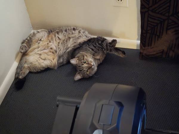 Retirando a mi gata atigrada (Cincinnati)540263515161907204