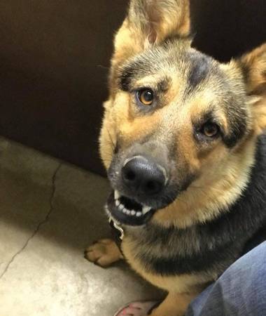 Female German Shepherd 1