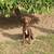 8 month old Female Chocolate Labrador Puppy 1 thumbnail